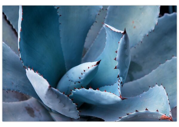 Tablou - Agave (90x60 cm)