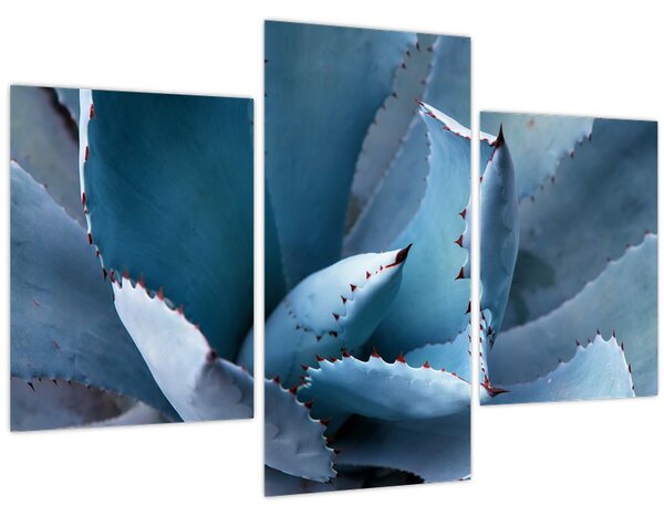 Tablou - Agave (90x60 cm)
