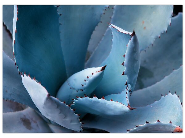 Tablou - Agave (70x50 cm)