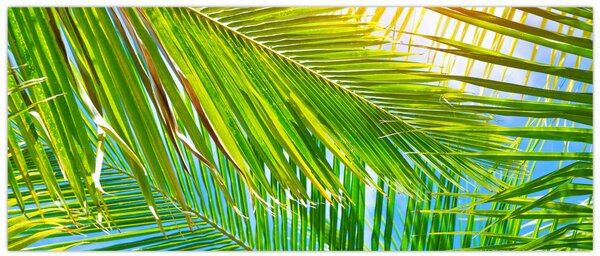 Tablou - Frunze de palmier (120x50 cm)