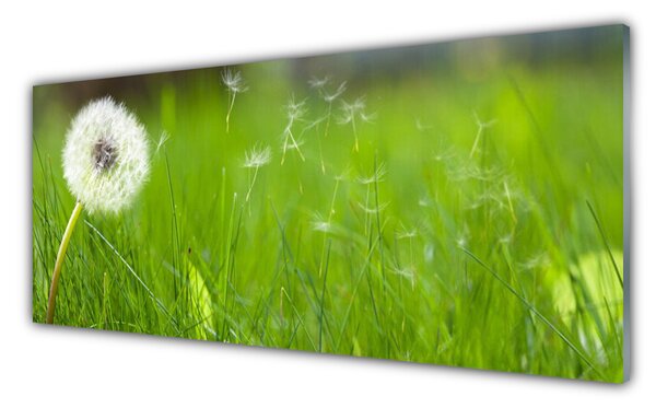 Tablou pe sticla Pusteblume Iarbă Floral Alb Verde