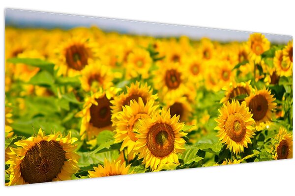 Tablou - Floarea-soarelui (120x50 cm)