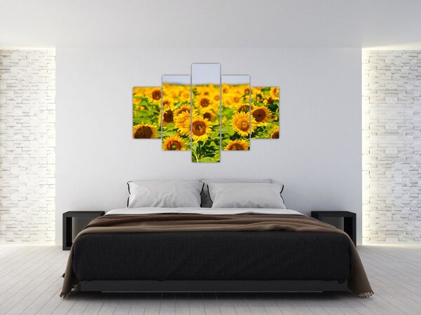 Tablou - Floarea-soarelui (150x105 cm)