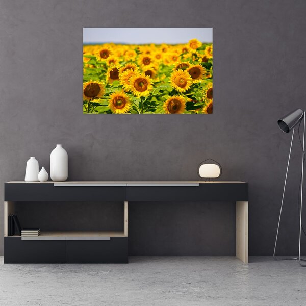 Tablou - Floarea-soarelui (90x60 cm)