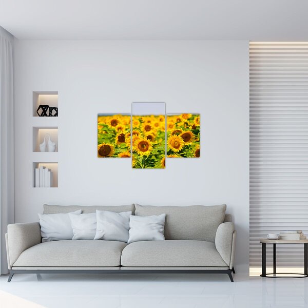 Tablou - Floarea-soarelui (90x60 cm)