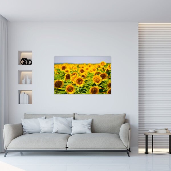 Tablou - Floarea-soarelui (90x60 cm)