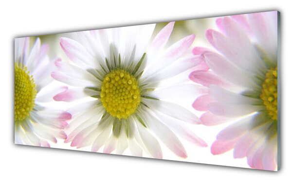 Tablou pe sticla Daisy Floral Verde Gri Alb