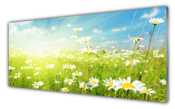 Tablou pe sticla Meadow Margarete Natura Verde Alb