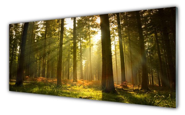 Tablou pe sticla Pădurea Verde Natura Maro