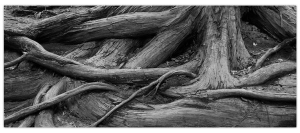 Tablou - Rădăcinile copacului (120x50 cm)