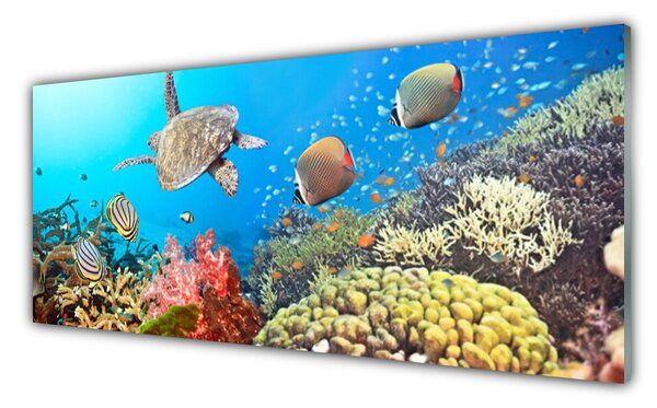 Tablou pe sticla Coral Reef Peisaj Multi
