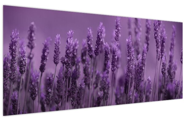 Tablou - Lavanda (120x50 cm)