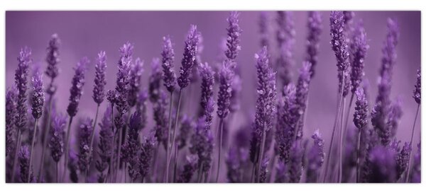 Tablou - Lavanda (120x50 cm)