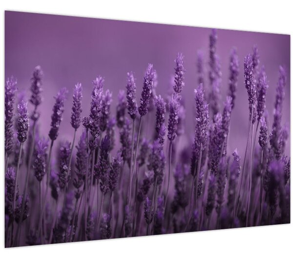 Tablou - Lavanda (90x60 cm)