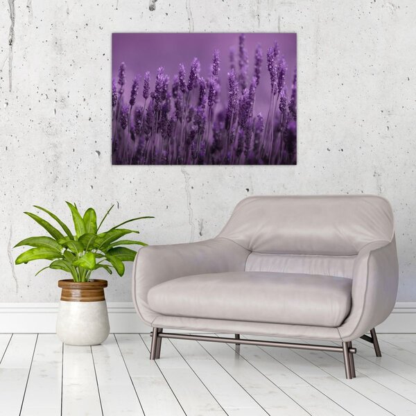 Tablou - Lavanda (70x50 cm)