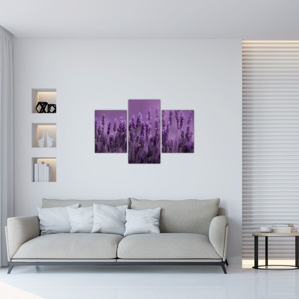 Tablou - Lavanda (90x60 cm)