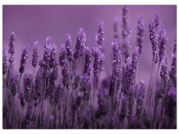 Tablou - Lavanda (70x50 cm)