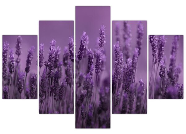 Tablou - Lavanda (150x105 cm)