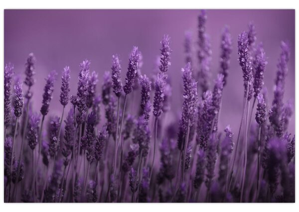 Tablou - Lavanda (90x60 cm)