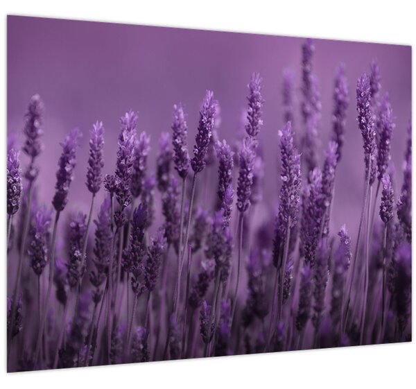 Tablou - Lavanda (70x50 cm)