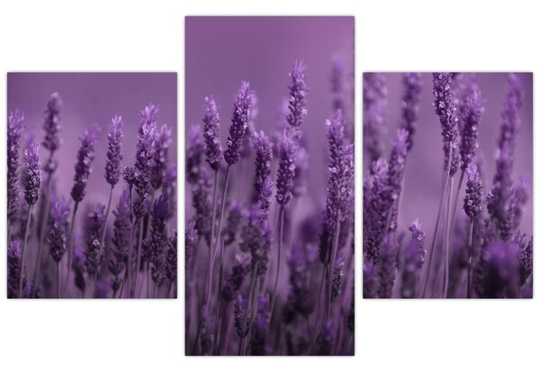 Tablou - Lavanda (90x60 cm)