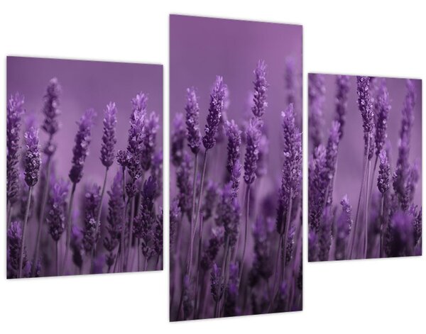 Tablou - Lavanda (90x60 cm)