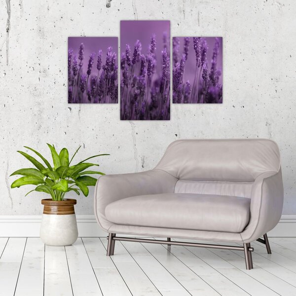 Tablou - Lavanda (90x60 cm)