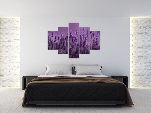 Tablou - Lavanda (150x105 cm)