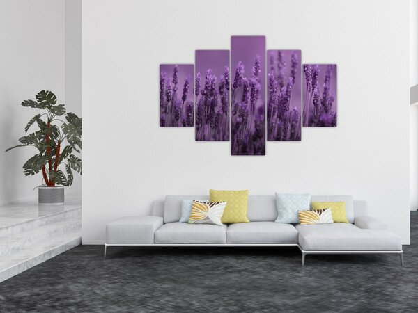 Tablou - Lavanda (150x105 cm)