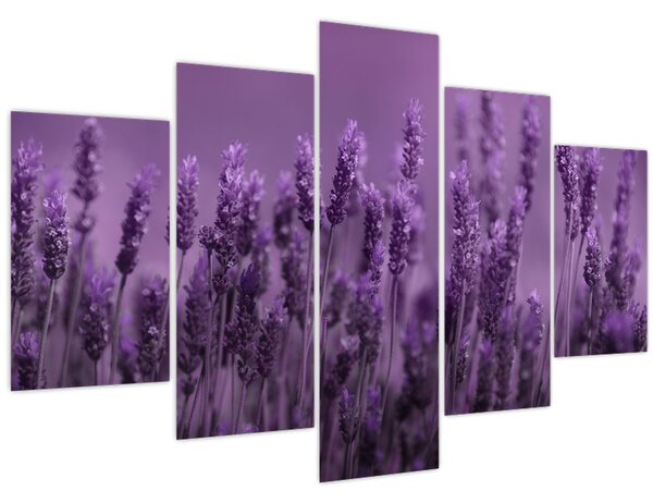 Tablou - Lavanda (150x105 cm)