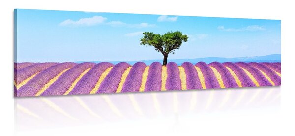Tablou câmpul de lavandă provensal