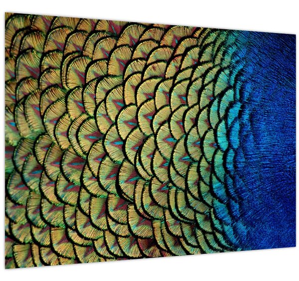 Tablou - Pene de păun (70x50 cm)