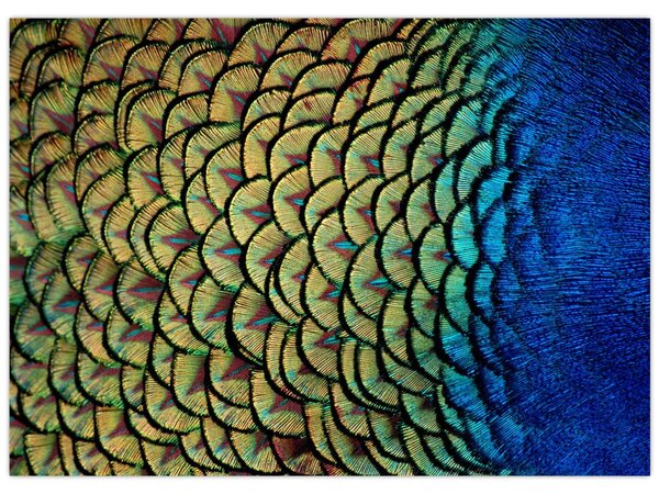 Tablou - Pene de păun (70x50 cm)