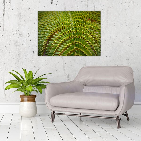 Tablou - Fern (70x50 cm)
