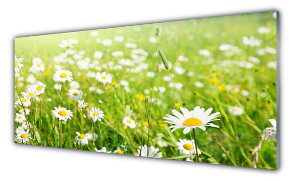 Panou sticla bucatarie Meadow Natura Alb Galben Margarete Verde