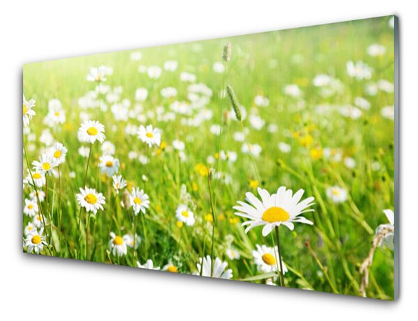 Panou sticla bucatarie Meadow Natura Alb Galben Margarete Verde