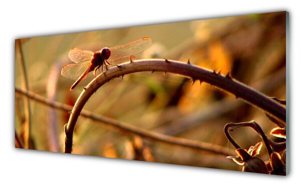 Tablou pe sticla Dragon-Fly Natura verde