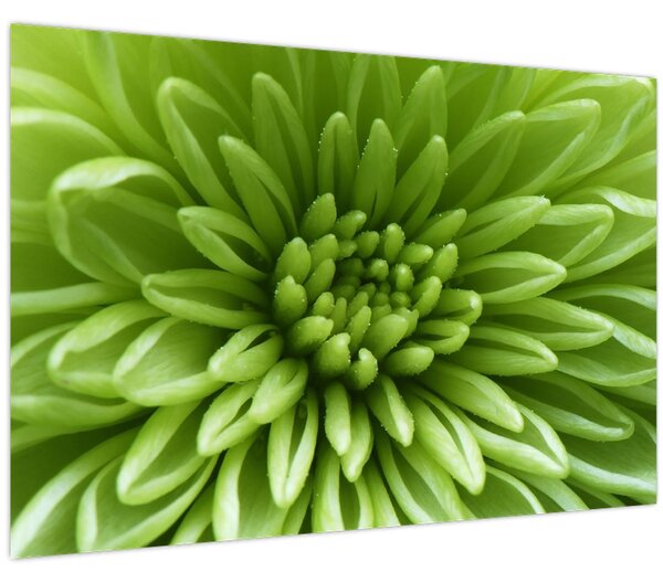 Tablou - Imagine macro a unei plante (90x60 cm)