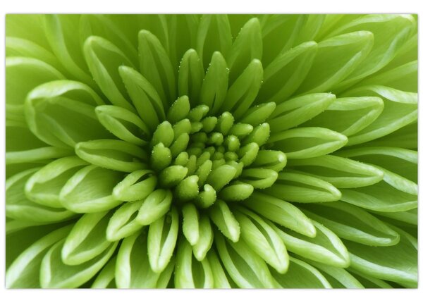 Tablou - Imagine macro a unei plante (90x60 cm)