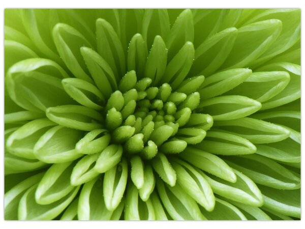 Tablou - Imagine macro a unei plante (70x50 cm)