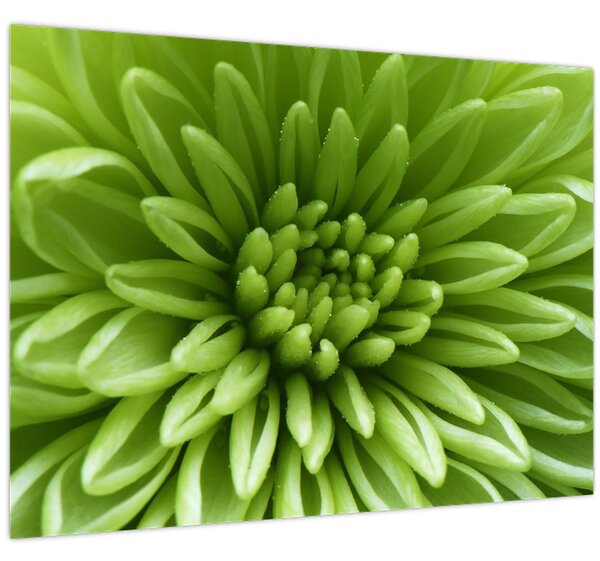 Tablou - Imagine macro a unei plante (70x50 cm)
