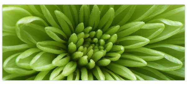 Tablou - Imagine macro a unei plante (120x50 cm)