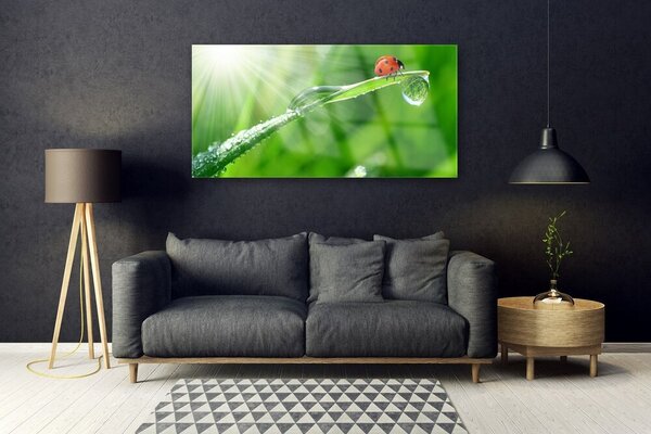 Tablou pe sticla Iarbă Soare Beetle Natura Verde Alb Roșu Negru