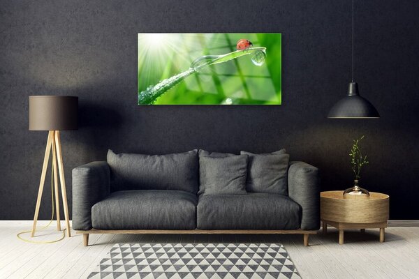 Tablou pe sticla Iarbă Soare Beetle Natura Verde Alb Roșu Negru