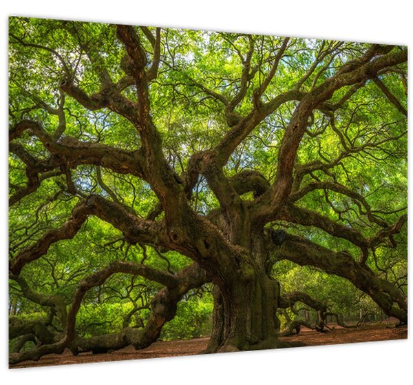 Tablou - Copac verde (70x50 cm)