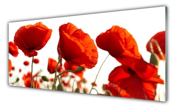 Panou sticla bucatarie Maci Floral Red