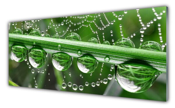 Tablou pe sticla Spider Web Dewdrops Floral alb