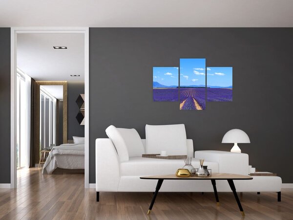 Tablou - Câmp de lavandă (90x60 cm)