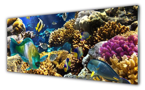 Tablouri acrilice Coral Reef Natura Multi
