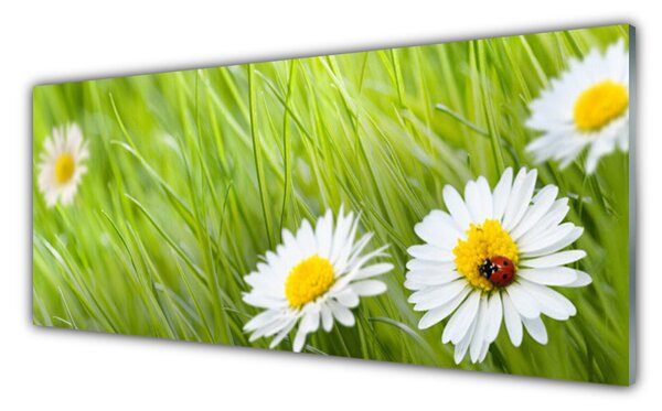 Tablou pe sticla Iarbă Margarete Natura Alb Verde